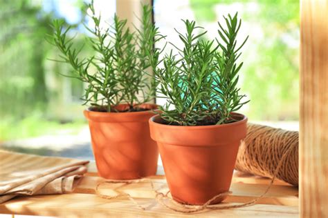How To Grow Rosemary Indoors Indoor Plant Center