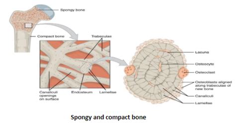 Spongy Cancellous Bone Differ From Compact Dense Bone In That