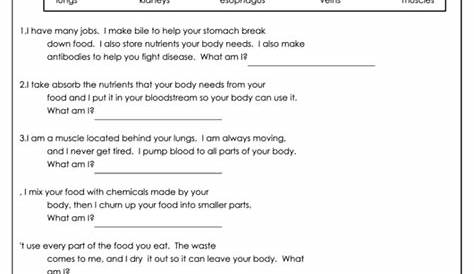 human body system questions worksheets answer key