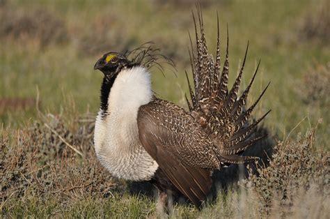 Saving The Greater Sage Grouse Dr Grahams Research Highlight