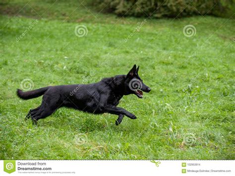 Black German Shepherd Dog Running On The Grass Open Mouth Tongue Out