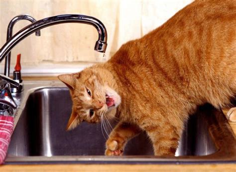 Vou'll be more productive, she said no one will interrupt you, she said! Funny Pictures Of Animals Doing Funny Things | Funny ...