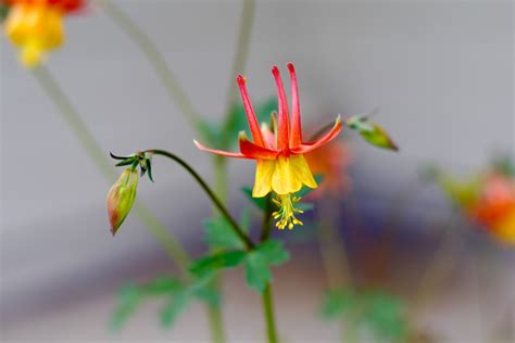 Columbine Flower Pentax User Photo Gallery
