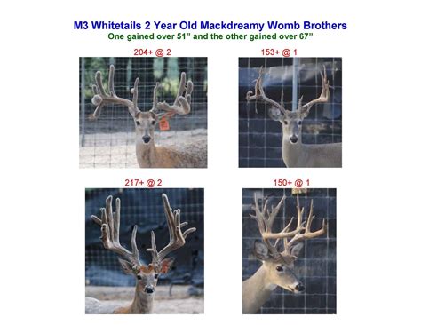 M3 Whitetails Texas Deer Breeders Deer Breeder In Texas Whitetail