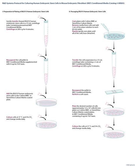 Maybe you would like to learn more about one of these? Mouse Embryonic Fibroblast (MEF) Conditioned Media (AR005 ...