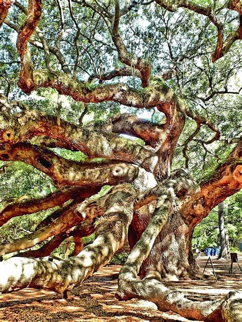 Angel Oak 1 Photograph By Christy Ricafrente
