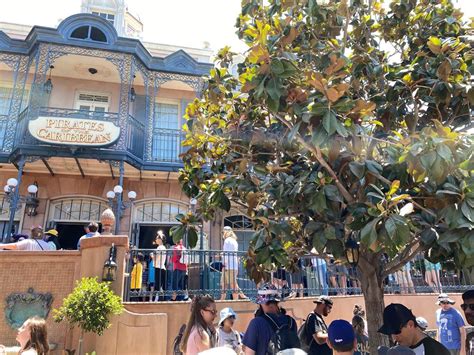 photos video pirates of the caribbean reopens at disneyland