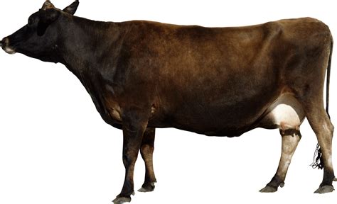 Cow Png Transparent Image Download Size 3000x1823px