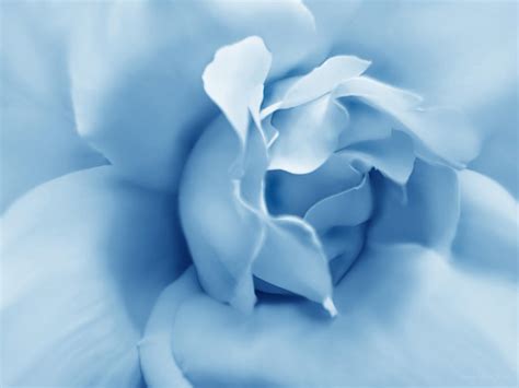 Blue Pastel Rose Flower Photograph By Jennie Marie Schell