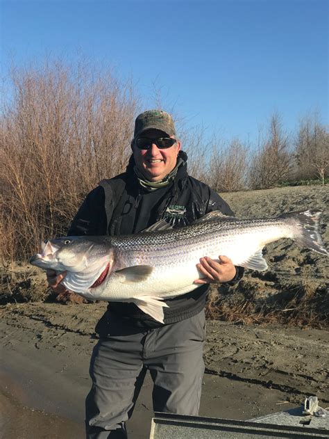 Sacramento River Fishing Report For Striped Bass And White Sturgeon