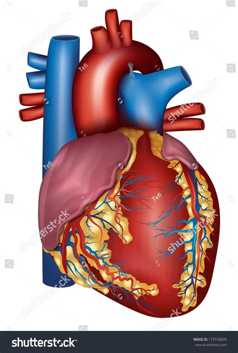 Human Heart Detailed Anatomy Isolated On A White Background Medical
