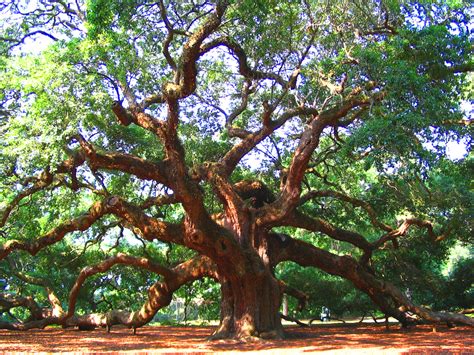 Angel Oak Tree Charleston South Carolina Usa Amazing Things In