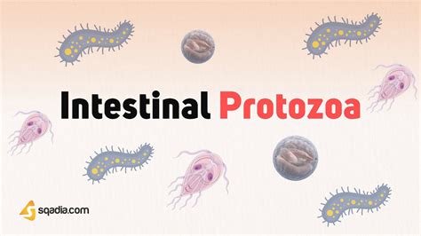 Intestinal Protozoa Parasites Characteristics Transmission And Pathogenesis Microbiology