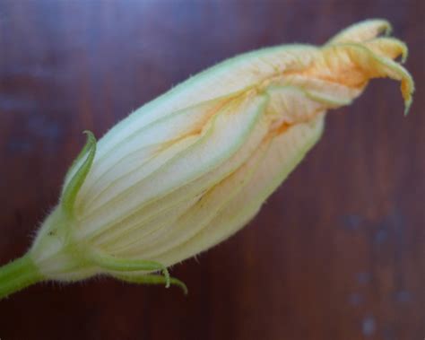 Its relatively mild flavor doesn't compete with the taste of baked goods whether you eat zucchini raw or cooked will impact its nutritional breakdown, but you're getting plenty of nutrients however you eat it. Fleurs de Courgette (Zucchini Flowers) - A Lady In France