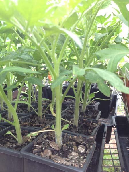 Tomato Guide 2 Seed Sowing And Transplanting Ceres
