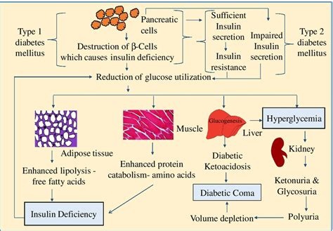Pathophysiology Of Type And Type Diabetes Mellitus Which Leads To Download Scientific