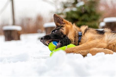 A German Shepherd Puppy Dog Playing With A Ball At Winter Stock Image