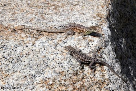 Many people are divided about whether lizards in the backyard are a good or bad thing. Phrynosomatidae - VRSTE KUŠČARJEV