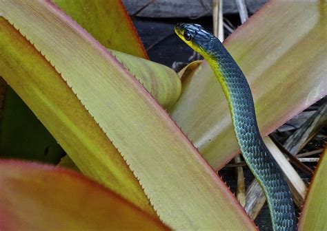 Green Tree Snake Common Tree Snake Dendrelaphis Punctula Flickr