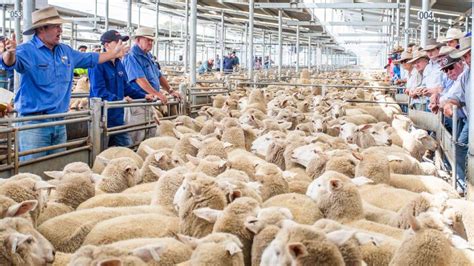 Lamb Exports Are Expected To Make A Recovery In 2021 Albeit With Some