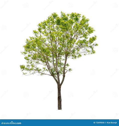 Isolated Tree Stock Photo Image Of Single Trunk Nature 72699046