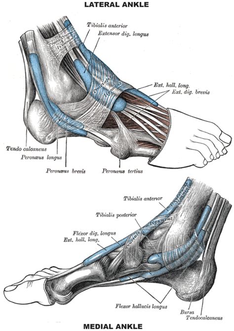 Anatomy Of The Foot Tendons