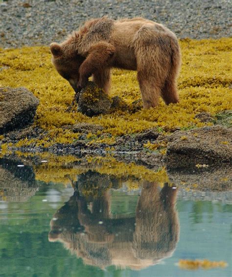 Brown Bear In Wildlife In Alaska Free Image Download