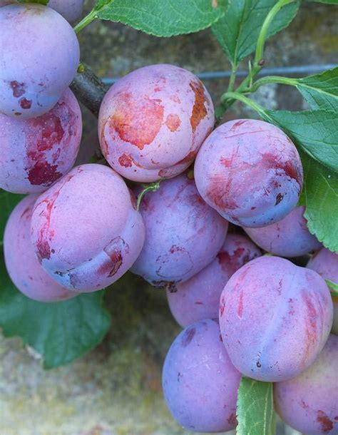 They provide the visual structure and the key elements of any landscape and are usually the first components to be planted, since they take longer than most other plants to become established and fulfill their role. Prunus Domestica Opal Plum Tree | Plum tree, Fruit trees ...