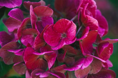 Hydrangeas Pink Nature Free Photo On Pixabay Pixabay