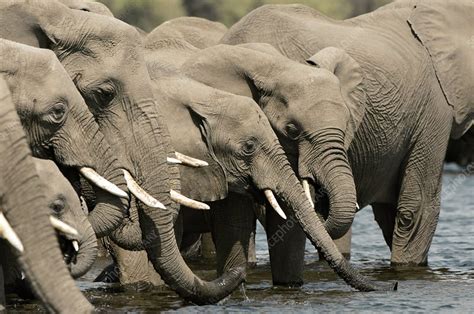 African Elephants Drinking Stock Image C0029783 Science Photo