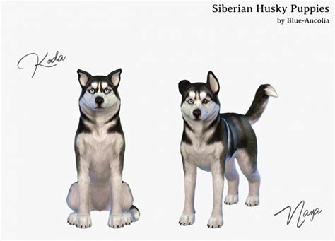 Siberian Husky Puppies At Blue Ancolia Sims 4 Updates
