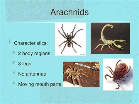 Animals Mollusks Annelids Echinoderms And Arthropods Ppt Download