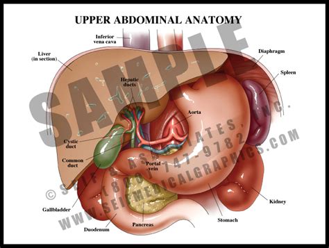 Abdominal Anatomy Diagram Abdominal Anatomy Medical Illustration The