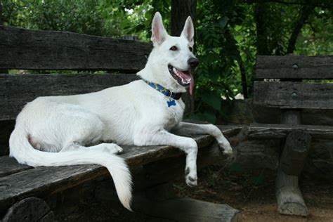 American White Shepherd Puppies Rescue Pictures Information