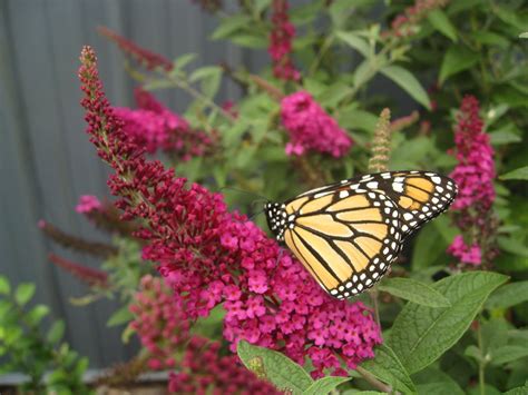 Butterfly Bush Benefits And Care Floral And Hardy Of Skippack