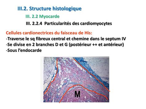 Histologie De Lappareil Cardio Vasculaire Ppt Powerpoint 860