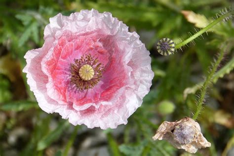 Free Photo Pink Poppy Poppy Poppy Capsule Free Image On Pixabay