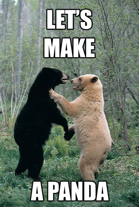 Lets Make A Panda Poster Funny Animals Animal Captions Funny