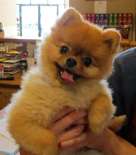 Top 10 Cutest Small Dog Breeds Top Inspired Cute Small