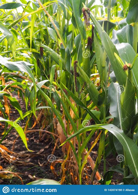 Corn On The Stalk In The Field Stock Photo Image Of Grass Corn