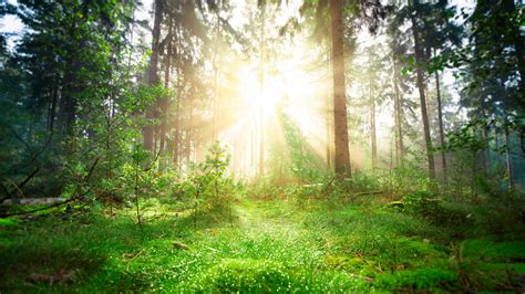 Forest Greenery Pine Trunk With Sunbeam 4k Hd Nature Wallpapers Hd