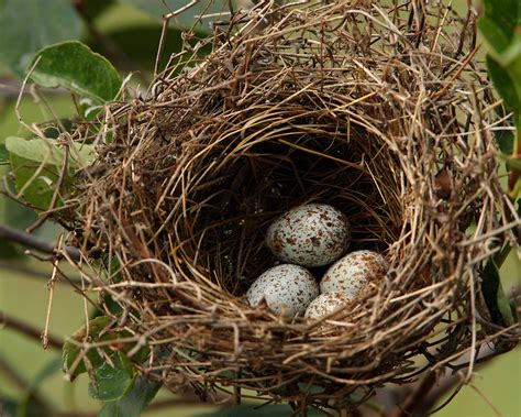 Cardinal Nesting Habits Howard Cheek Photography