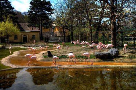 Vienna Zoo Tiergarten Schönbrunn In April 2013 Hdr