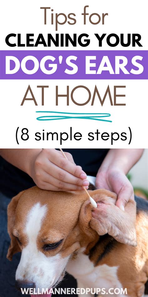 How To Clean Your Dogs Ears Dog Training Pet Care And Online Courses