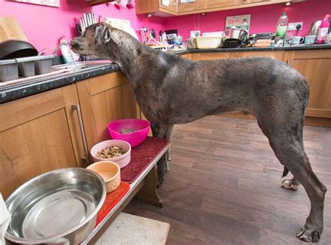 Meet Freddy The Great Dane The Tallest Dog In Britain And Possibly
