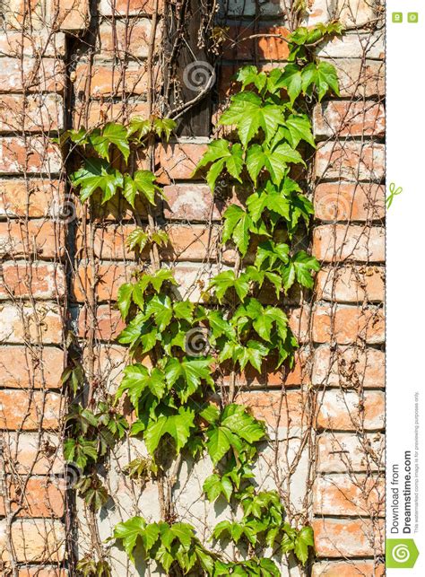 Old Brick Wall With Green Ivy Creeper Plant Stock Image Image Of