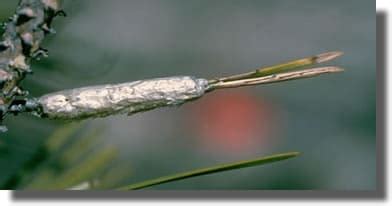 La processionnaire du pin envahit peu à peu toute la france, à l'exception du nord, et des régions montagneuses froides. Chenille processionnaire du pin : Biologie, reproduction ...