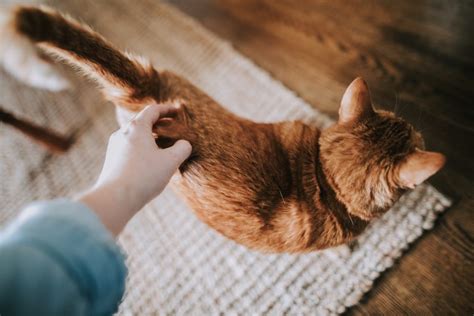Why Do Cats Like Their Tail Pulled Explained Born For Pets