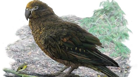 ‘worlds Largest Parrot Stood 1m Tall And May Have Eaten Other Parrots