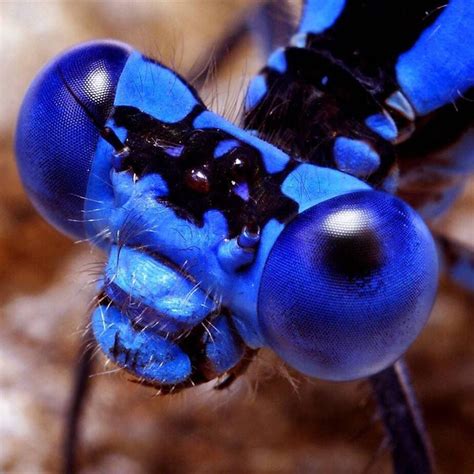 Pin By John Mand On Ζώα Insect Eyes Insects Beautiful Bugs